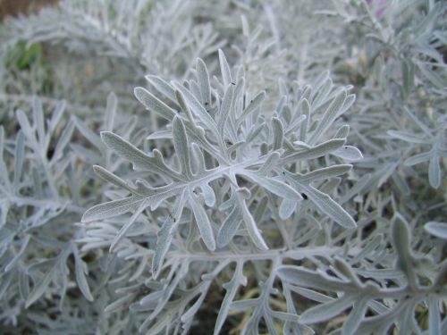 Grey Leaves