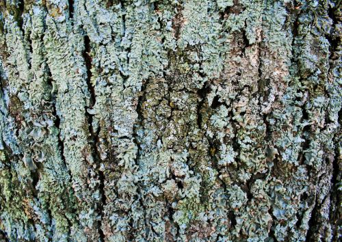 Grey Lichen On Bark