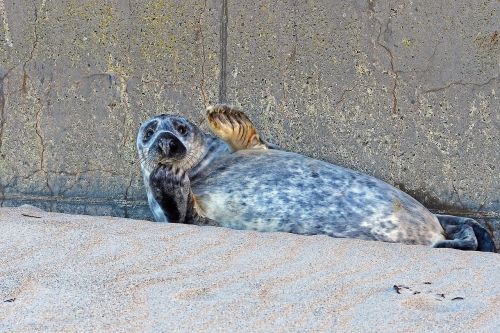 grey seal heligoland dune crawl