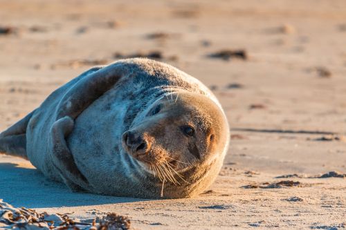 grey seal robbe halichoerus grypus