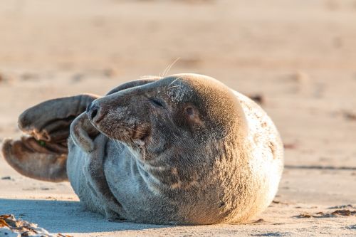grey seal robbe halichoerus grypus