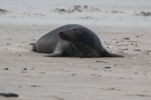 grey seal robbe halichoerus grypus