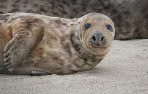 grey seal beach helgoland