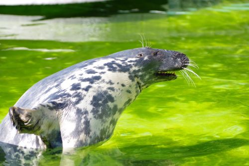 grey seal halichoerus grypus tallinn zoo