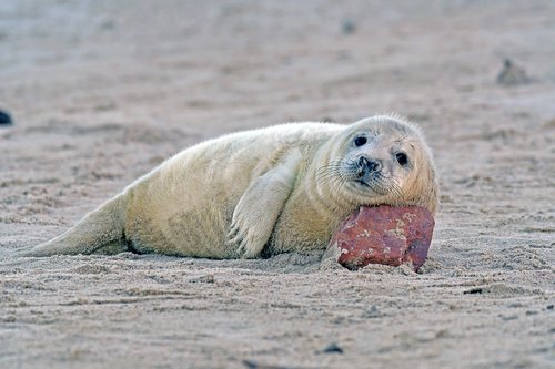 grey seal  seal baby  helgoland