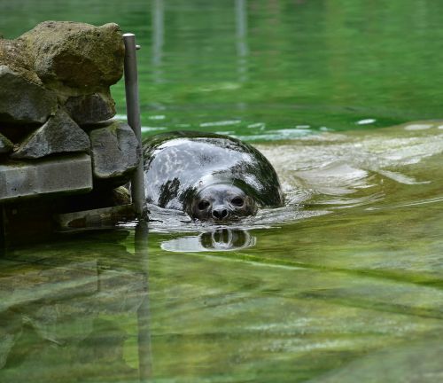 grey seal robbe swim water