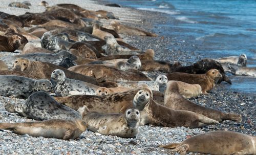 grey seals colony helgoland