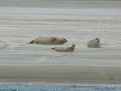 grey seals dunes north sea