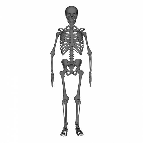 Grey Skeleton