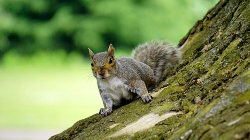 grey squirrel wood animal