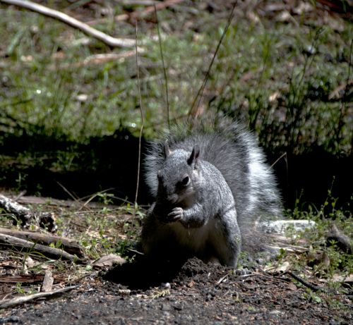 Grey Squirrel