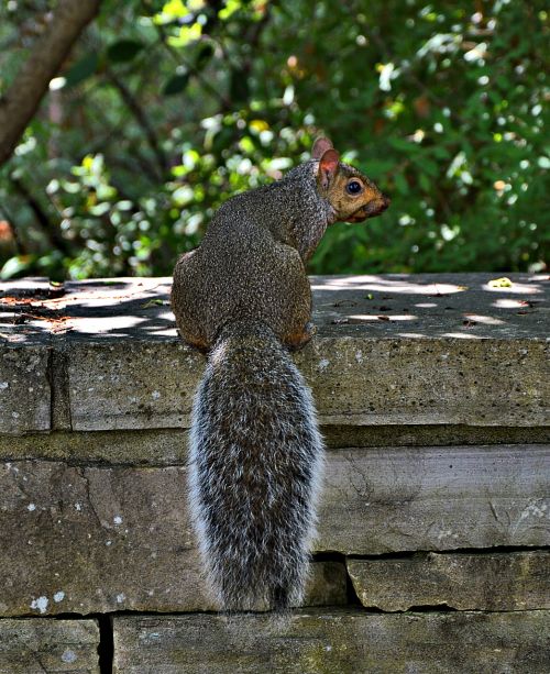 grey squirrel cute nager