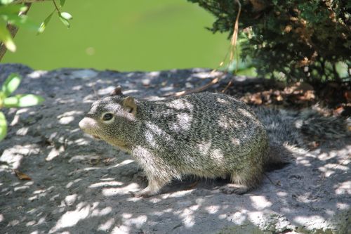 grey squirrel squirrel in stone squirrels