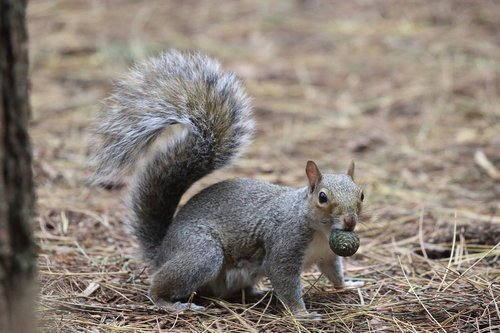 grey squirrel  eating  pine nut