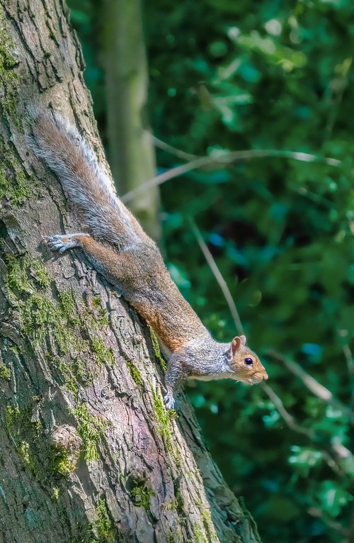 grey squirrel  squirrel  tree