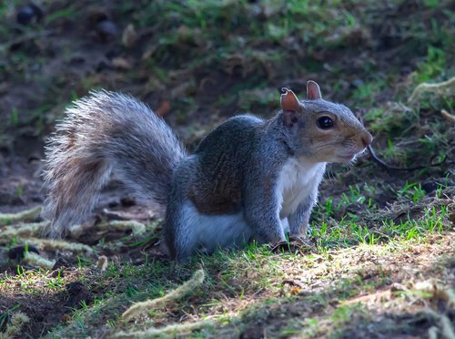grey squirrel  squirrel  cute