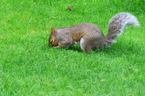 grey squirrel burying nut rodent