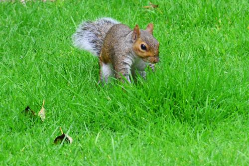 grey squirrel front view rodent