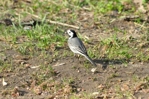 grey wagtail beach bird