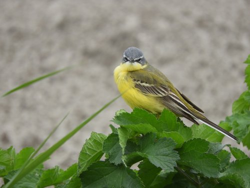 grey wagtail  nature  bird