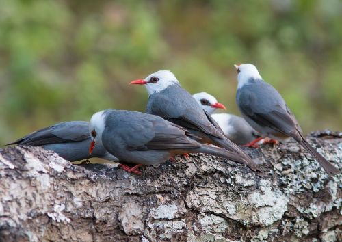 grey-white head prot birds angkhang