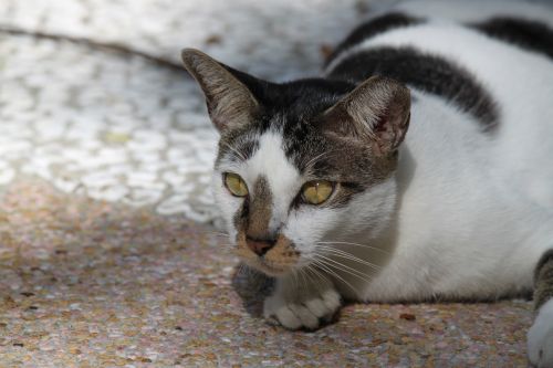 Grey White Wild Cat