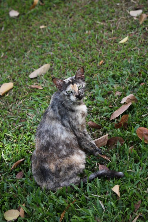 Grey Wild Cat With Yellow Eye