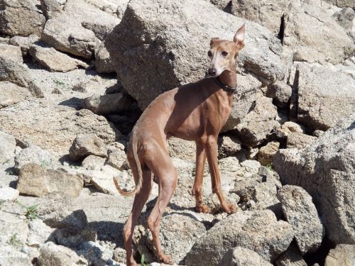spanish greyhound dog canine race