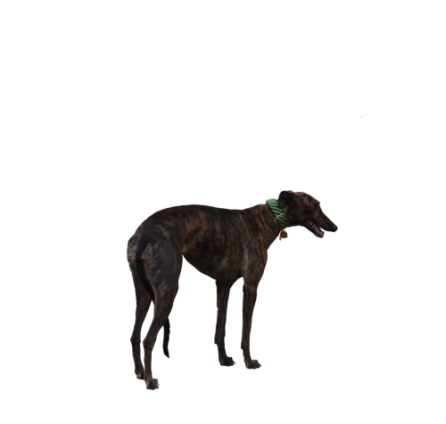 greyhound dog racer