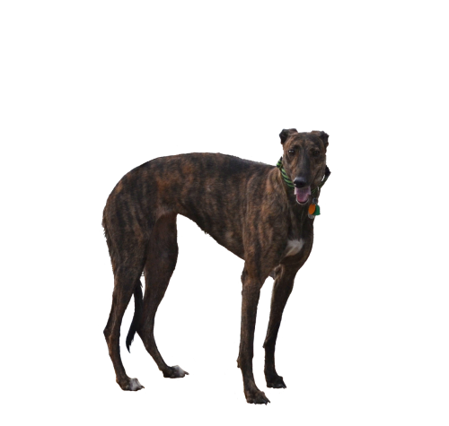 greyhound dog isolated