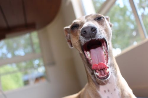 greyhound dog purebred