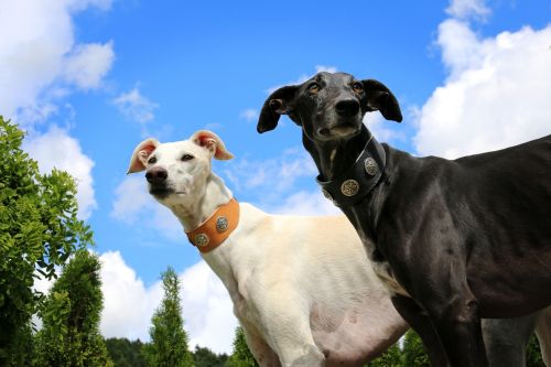 greyhound galgo sighthound