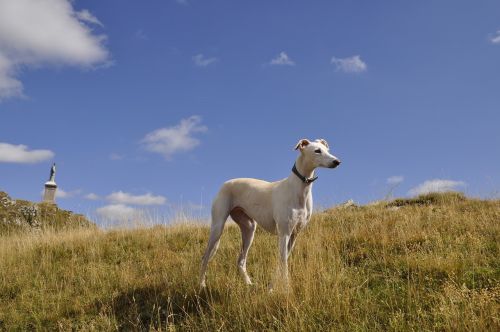 greyhound dog mountain