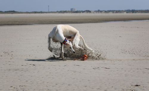 greyhound galgo play