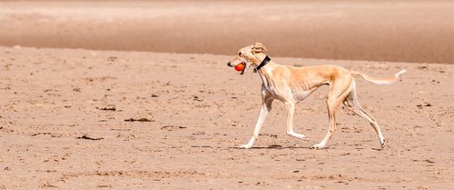 greyhound  beach  sand