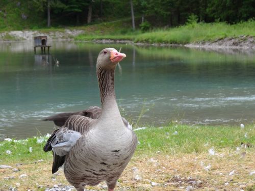 greylag goose goose lake