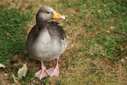 Greylag Goose