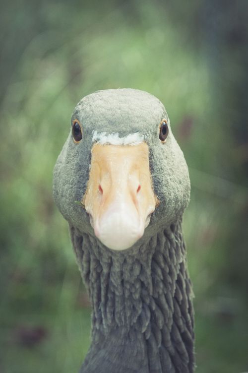 greylag goose bill animal