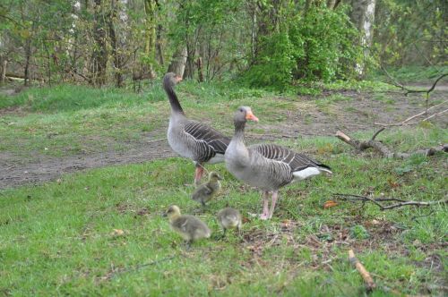 greylag goose family spring