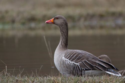 greylag goose wild goose water bird
