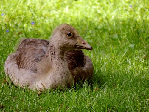 greylag goose young animal young bird
