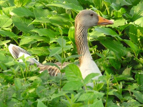 greylag goose duck bird water bird