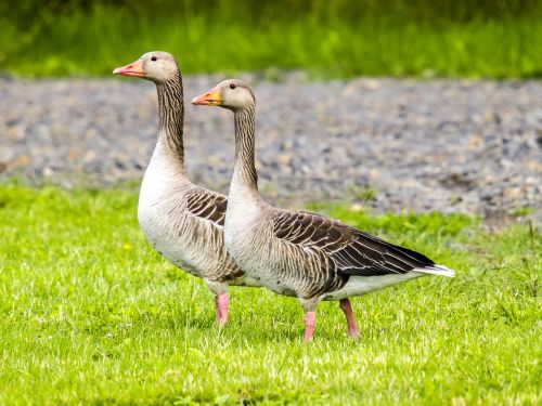 greylag goose goose water bird