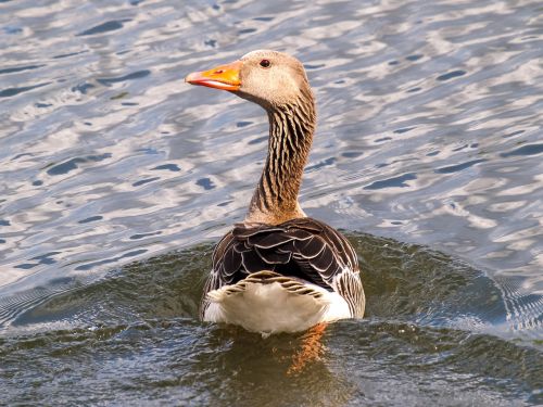 greylag goose goose water bird