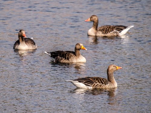 greylag goose goose water bird