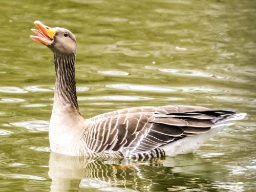 greylag goose goose water bird