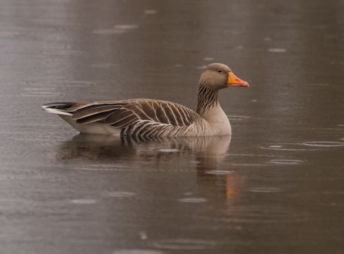 greylag goose bird goose