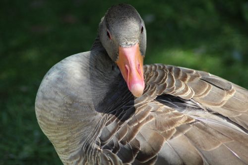 greylag goose wildlife park nature