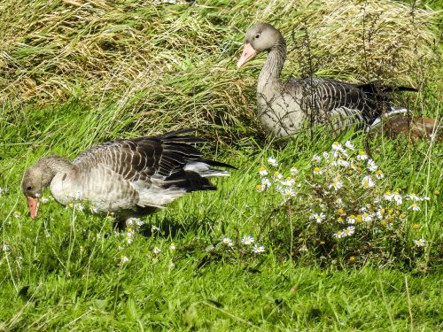 greylag goose goose water bird