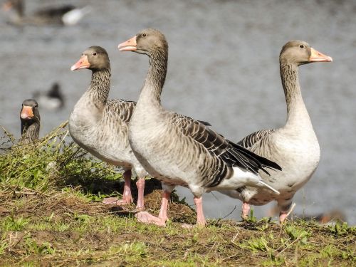 greylag goose goose water bird